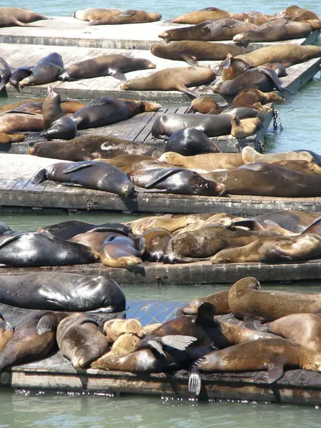 Leones marinos en Fisherman 's Wharf en San Francisco — Foto de Stock