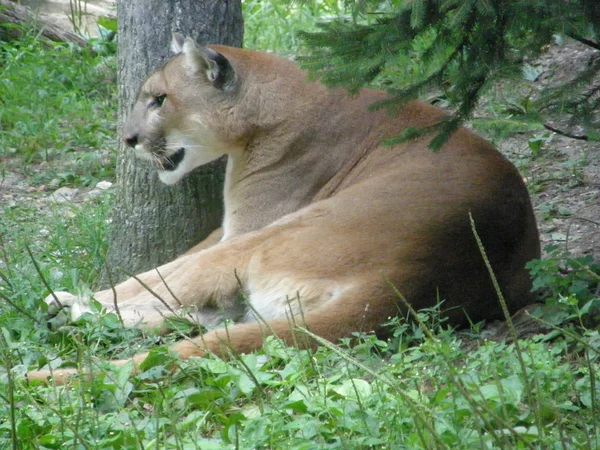 Puma. —  Fotos de Stock