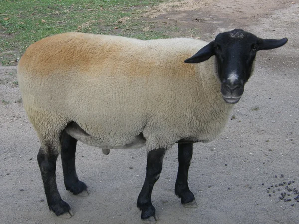 Schapen — Stockfoto