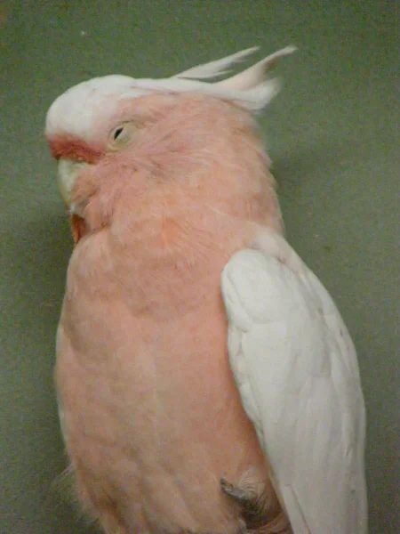 Cockatoo — Stock Photo, Image