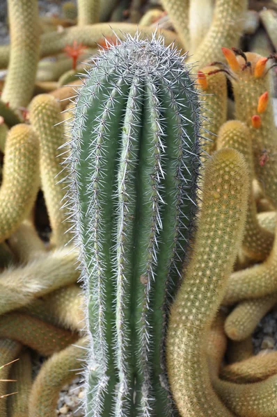 Cactus — Stockfoto