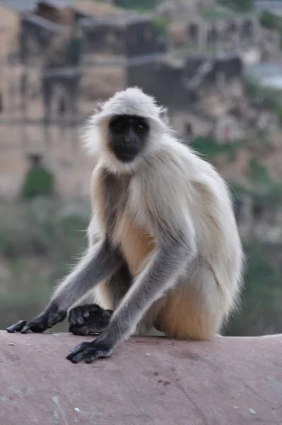 Mono en la India — Foto de Stock