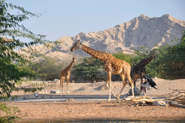 Giraffe — Stock Photo, Image