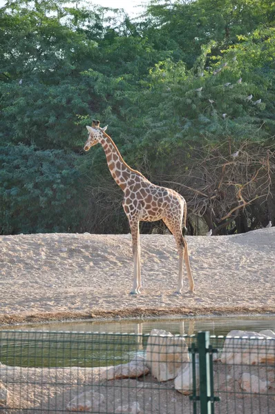 Giraffe — Stock Photo, Image