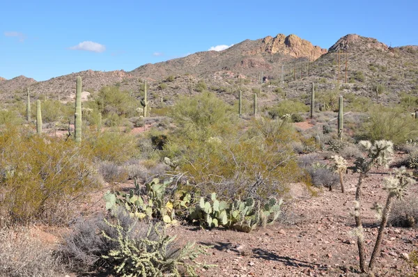 Cactus in de woestijn — Stockfoto