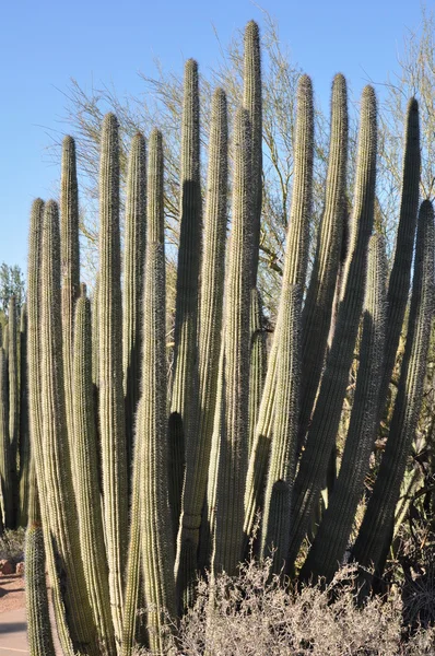 Cactus — Stockfoto