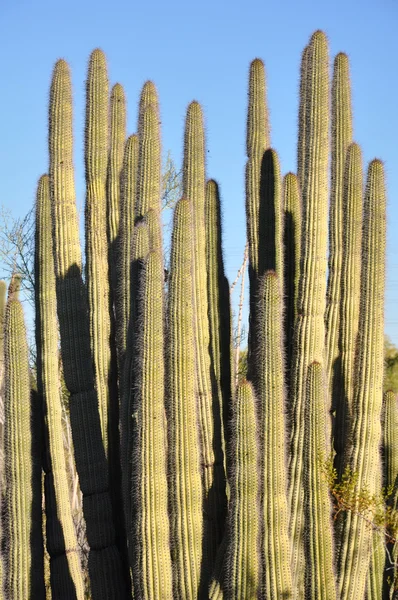 Cacto — Fotografia de Stock