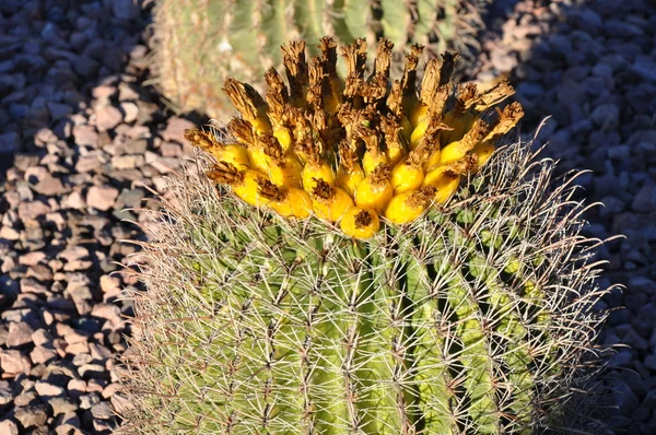 Cactus — Stockfoto