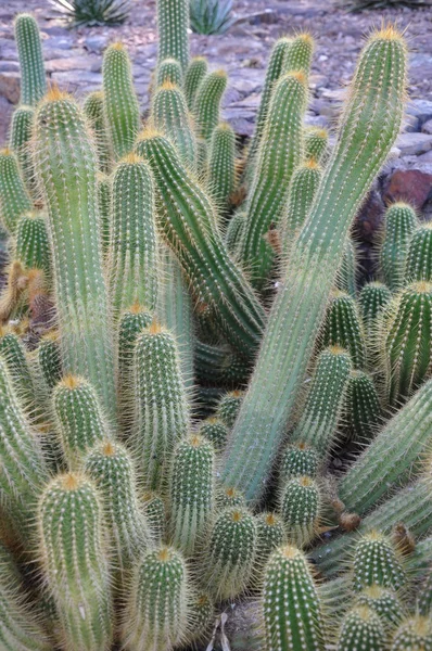 Cactus — Foto de Stock