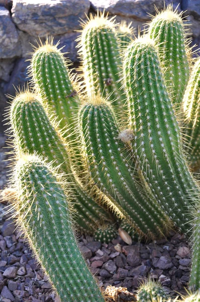 Cactus — Photo