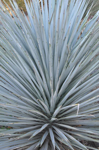 Cactus — Stockfoto