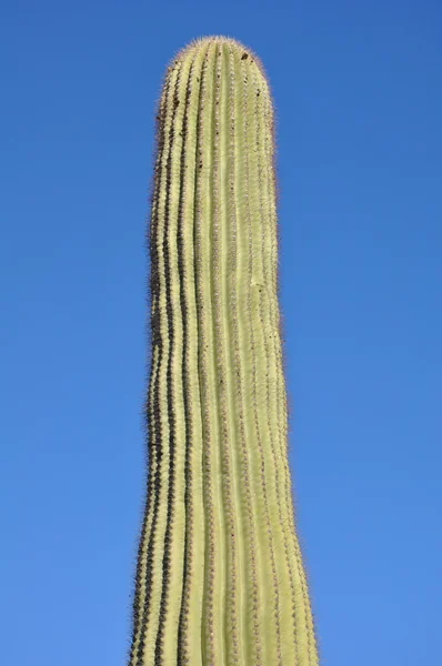 Cactus — Stock Photo, Image