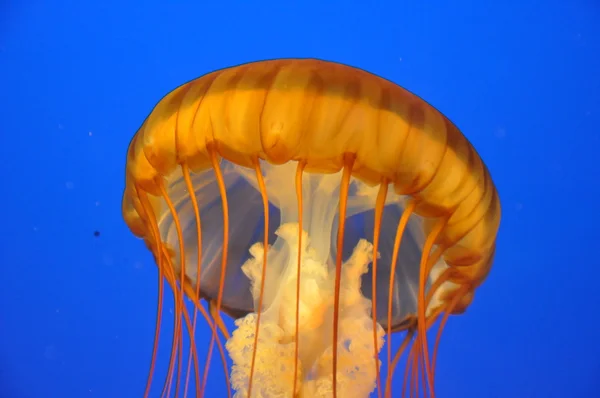 Medusas — Fotografia de Stock