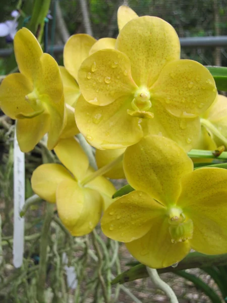 Orquídeas — Fotografia de Stock