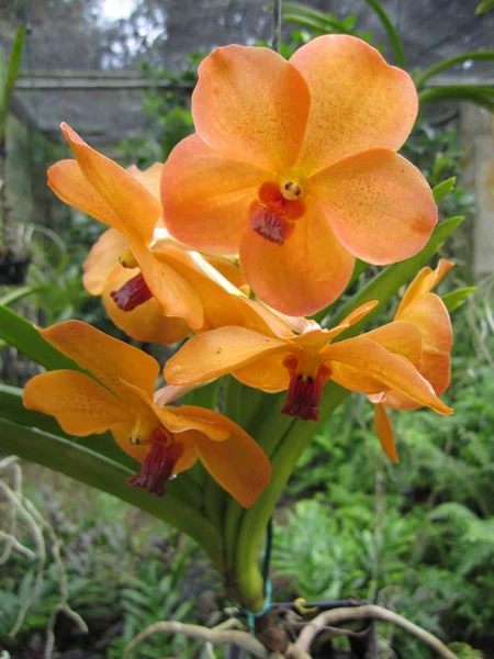 Orquídeas — Fotografia de Stock