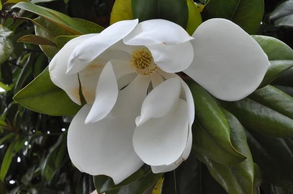 Magnolia blanca — Foto de Stock
