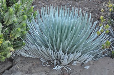 Ahinahina (Silversword) bitki
