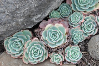 tavuk ve civciv veya ev etli pırasa