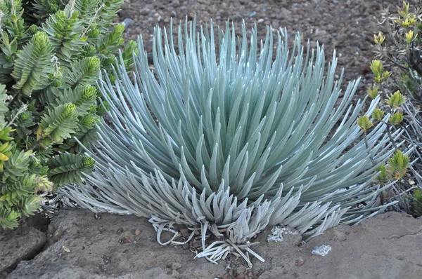 Ahinahina (Silversword) Plant — Stockfoto