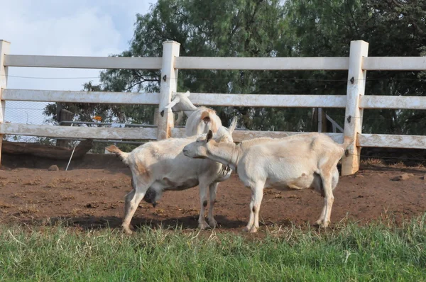 Goat on a Farm — Stock Photo, Image