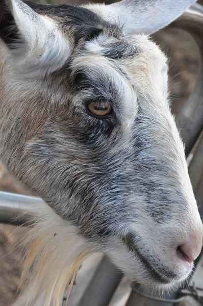 Koza na farmie — Zdjęcie stockowe