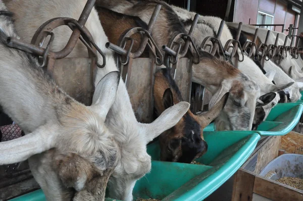 Goat on a Farm — Stock Photo, Image