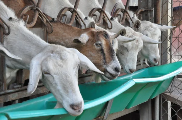 Goat on a Farm — Stock Photo, Image