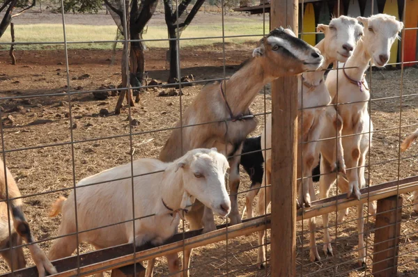 Cabra em uma fazenda — Fotografia de Stock