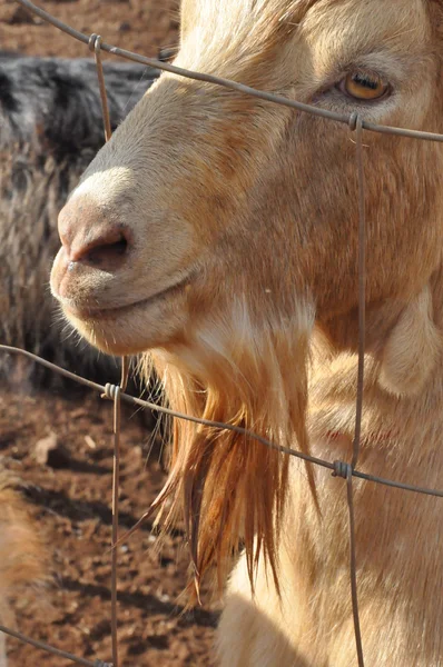 Cabra em uma fazenda — Fotografia de Stock