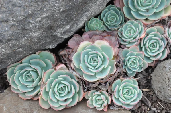 tavuk ve civciv veya ev etli pırasa