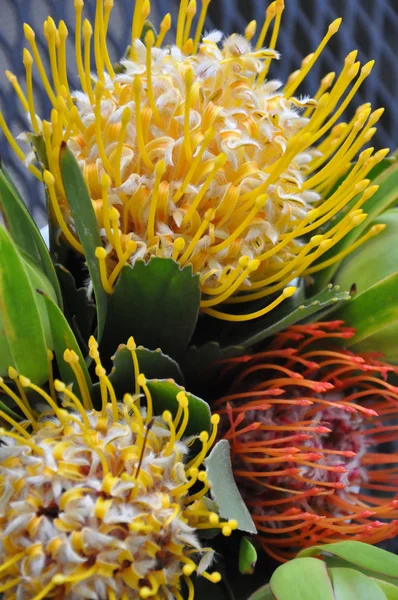 Pincushion Flowers — Stock Photo, Image