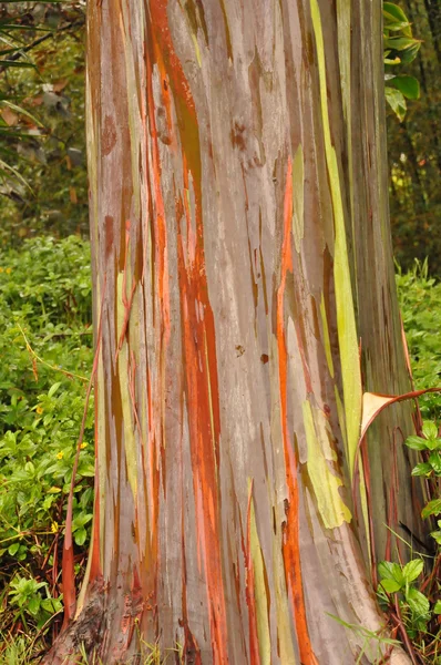 Gökkuşağı okaliptüs