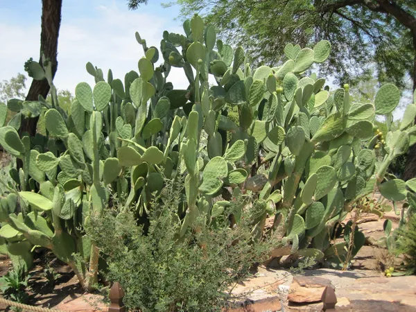 Cactus trädgård — Stockfoto
