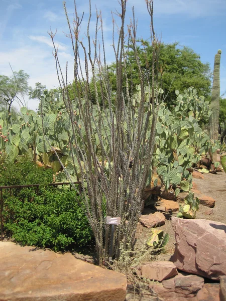 Cactustuin — Stockfoto