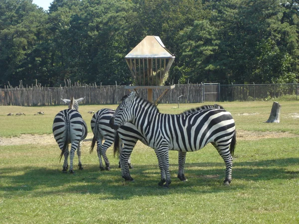 Zebra — Stockfoto