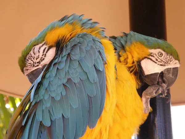 Барвисті папуга — стокове фото