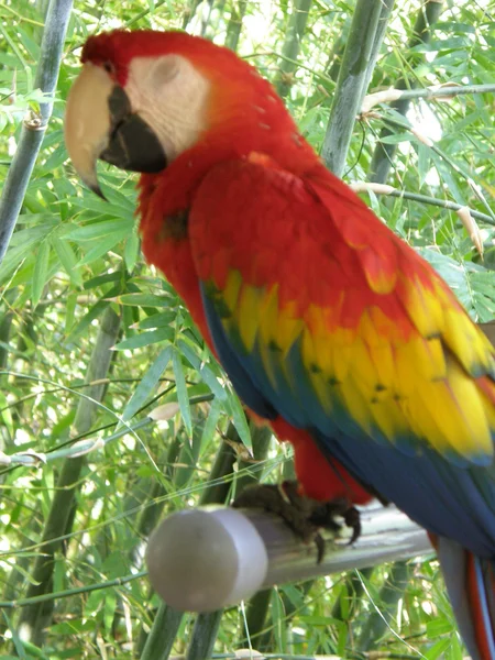 Kleurrijke parrot — Stockfoto