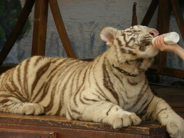 Baby tiger drinking milk — Stock Photo, Image