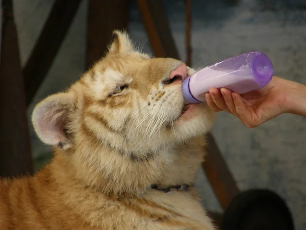 Bayi harimau minum susu — Stok Foto