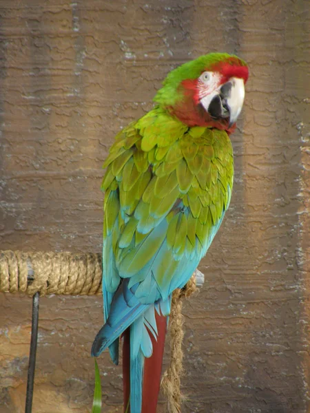 Bunter Papagei — Stockfoto