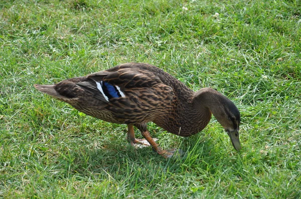 Sarcelle à ailes bleues — Photo