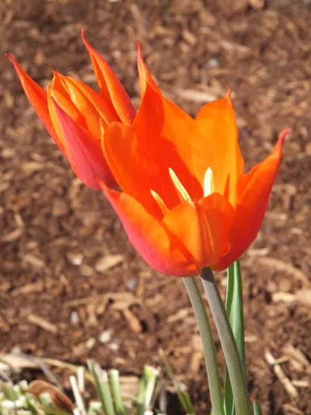 Tulpenblüte — Stockfoto