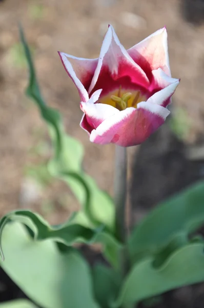 Tulipány — Stock fotografie