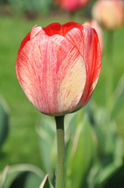 Tulipány — Stock fotografie