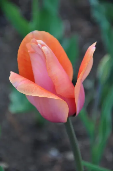 Tulpen — Stockfoto