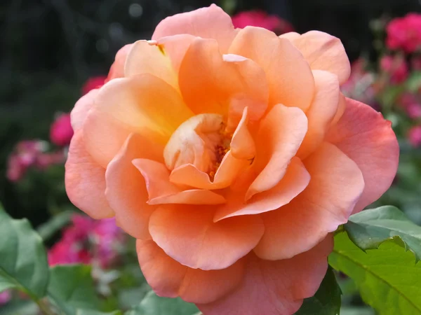 Peach rose — Stockfoto