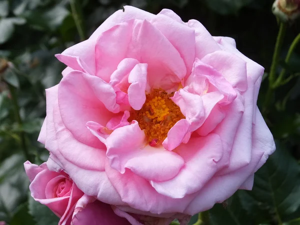 Pink Flower — Stock Photo, Image