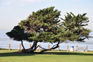 Park in La Jolla, near San Diego in California clipart