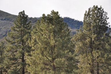 avuç içi doğal dolaşık yol çam