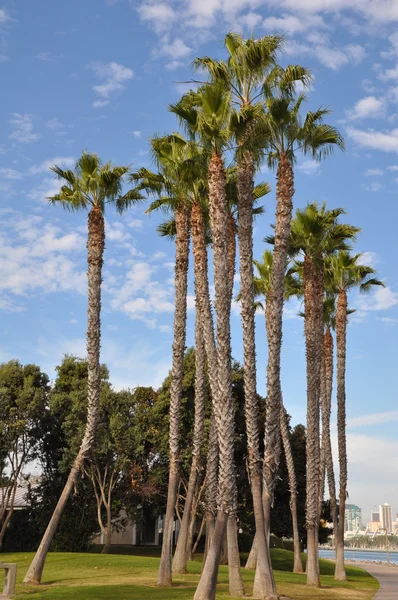 Coronado ostrov v san Diegu, Kalifornie — Stock fotografie